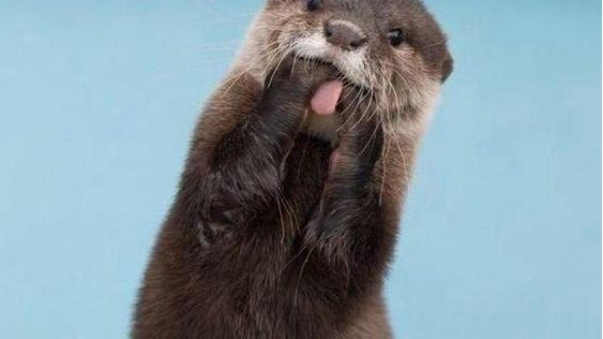 勤能补拙动物,勤能补拙比喻哪个生肖