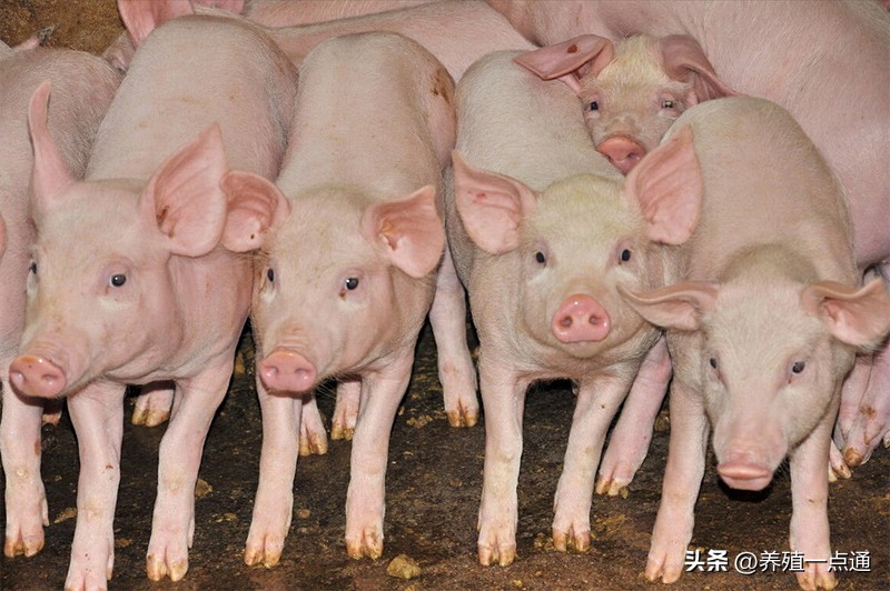 *猪种**、后备母猪、仔猪挑选有技巧，看体型、看精神、看吃喝