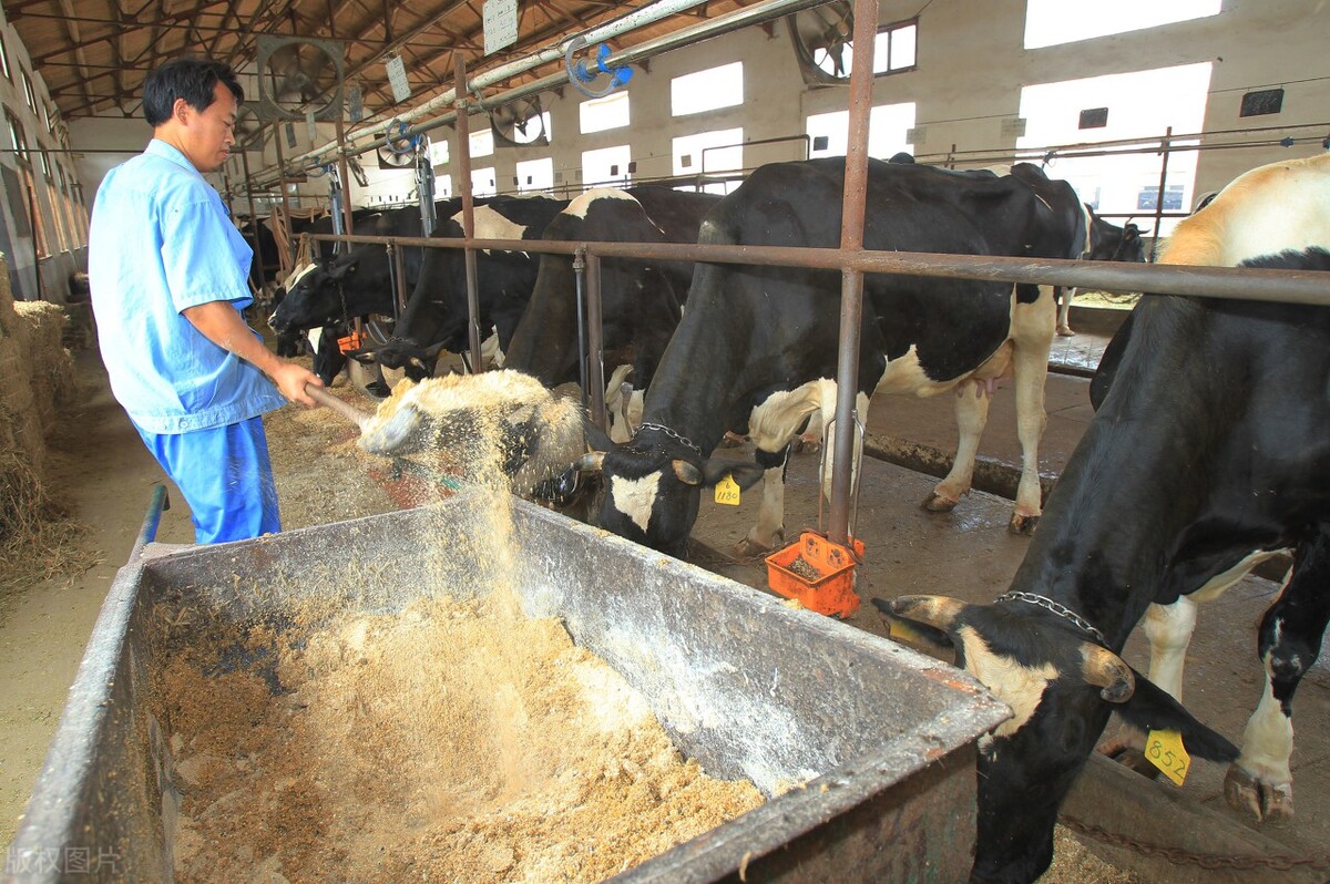 养牛喂玉米的正确方法,玉米养牛怎么用