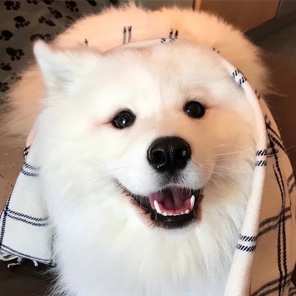 哪个品种的狗狗又好养又乖巧懂事,建议新手养的10种便宜狗狗不掉毛