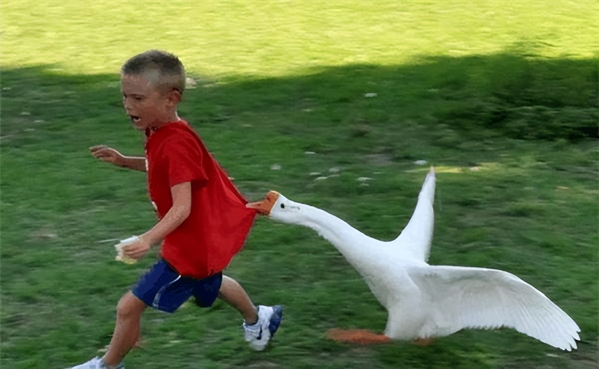 农村家畜三霸：大白鹅、大公鸡、土狗，谁才是真正的村中恶霸？