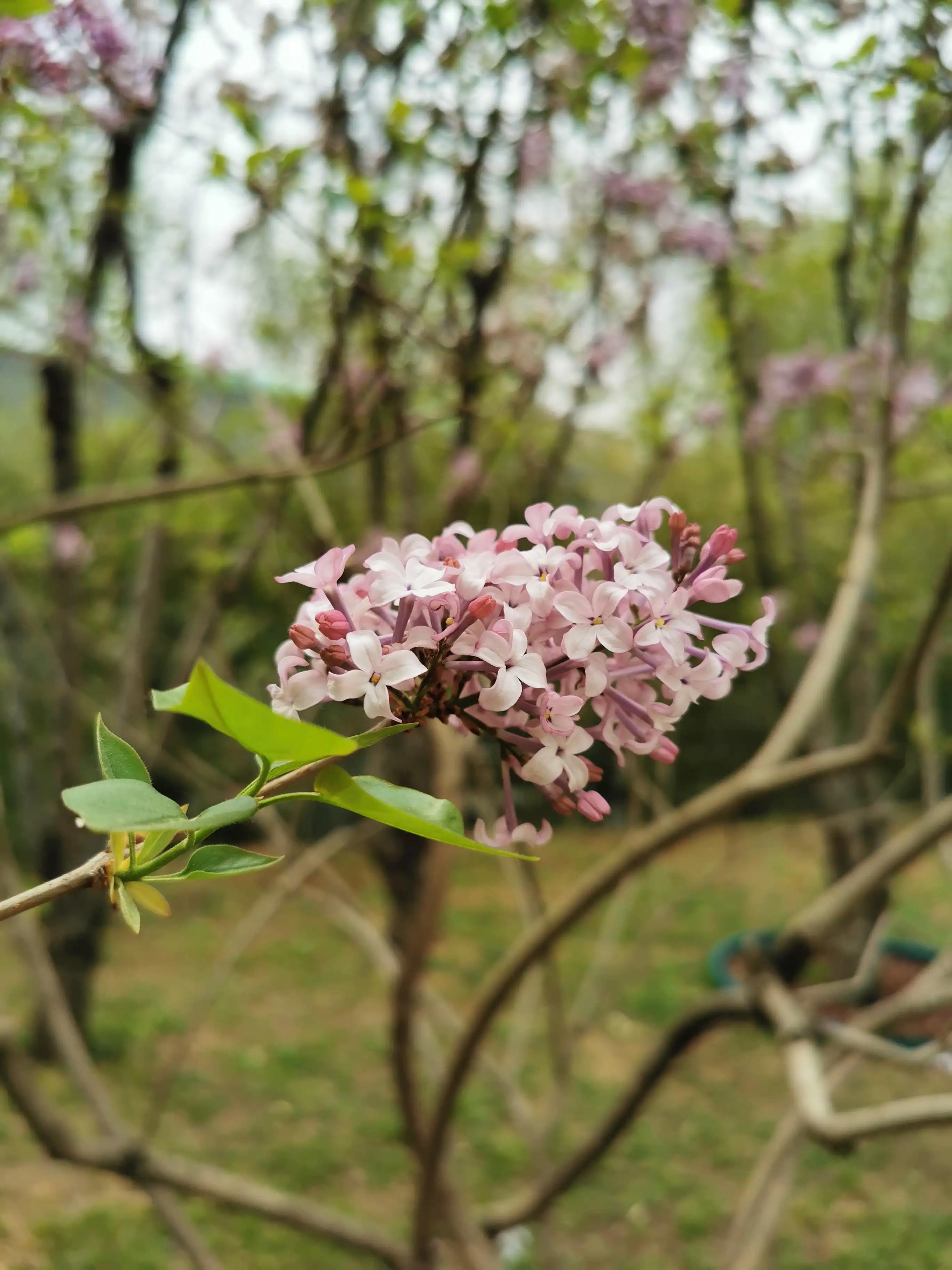 丁香结丁香花,丁香花和丁香结