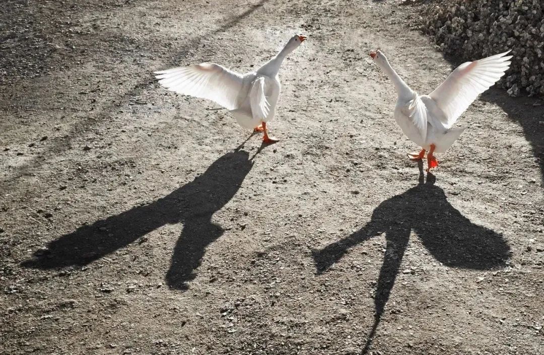 逆光背影如何拍摄好看,逆光剪影拍摄技巧