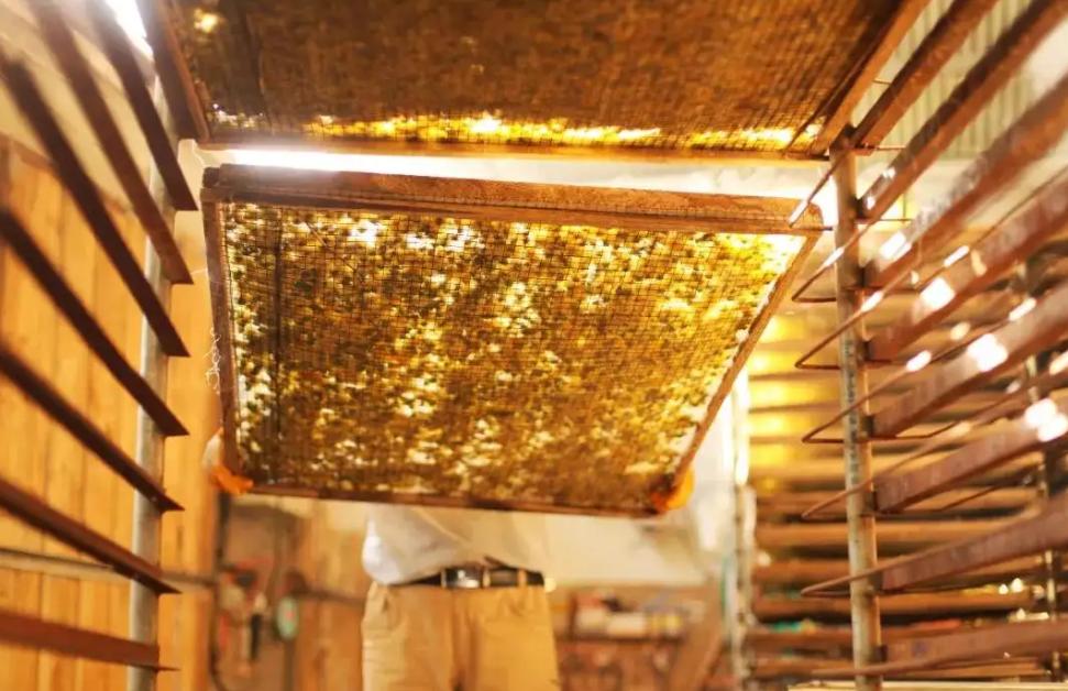 明天立秋，按照老习俗：“咬秋、晒秋、饮秋茶”，清爽迎秋接福运