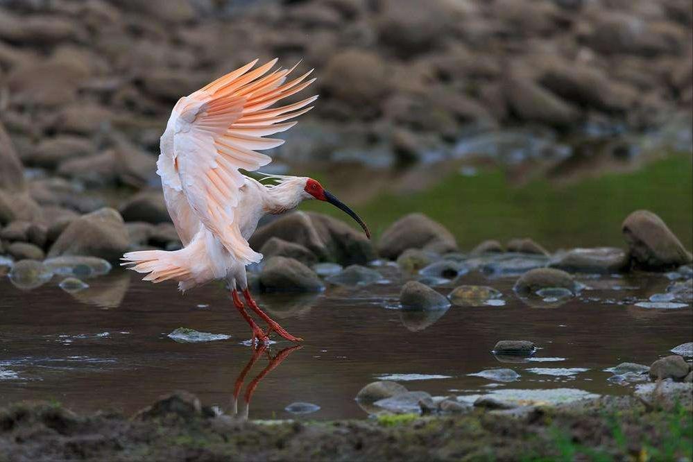 十大珍稀动物比大熊猫还稀有,比大熊猫还珍稀的十种动物