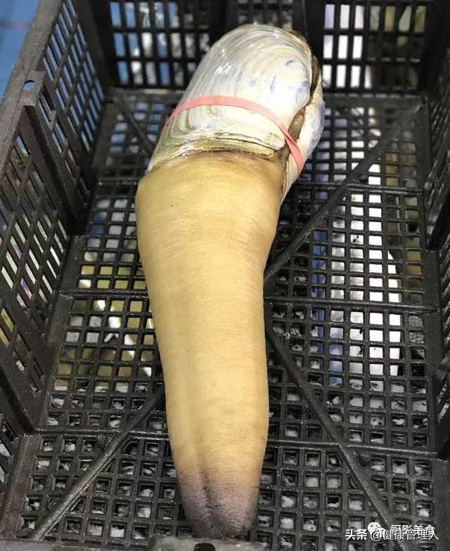 海鲜贝类品种大全及名字,22种海鲜贝类做法大全