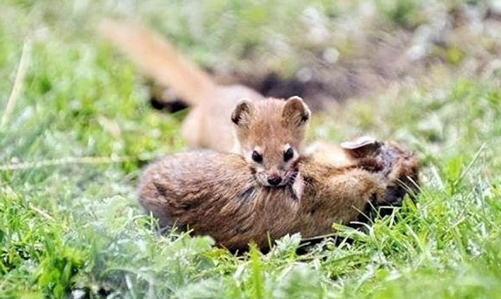 李时珍为什么不吃黄鼠狼呢,为什么黄鼠狼不宜吃