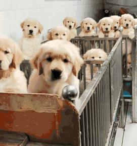 新人养狗首选什么狗,养狗首选这7种狗不贵又好养