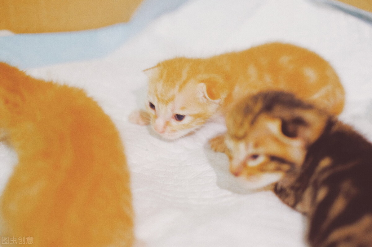 小猫咪喝羊奶拉稀怎么办,小猫咪总是拉稀怎么回事