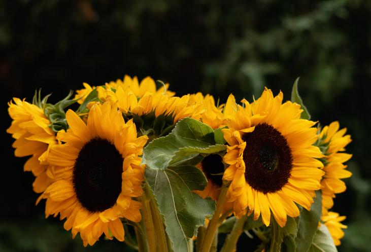 520情人节小礼物,520没收到礼物情人节没收