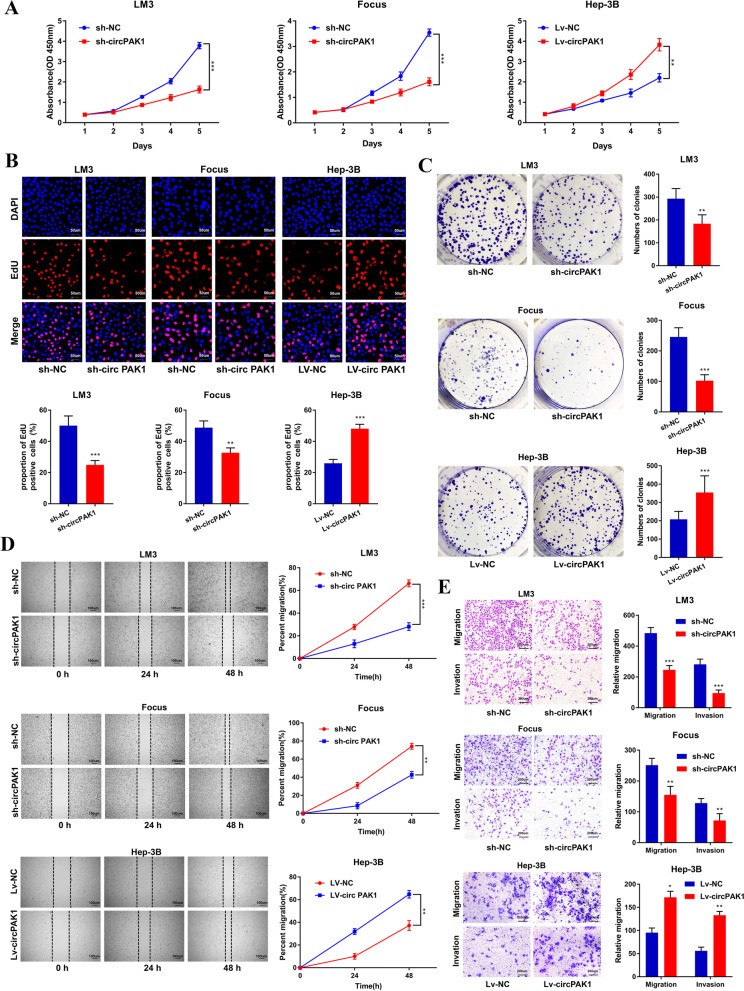 CircPAK1与14-3-3ζ相互作用,调节YAP核定位促进肝细胞癌进展