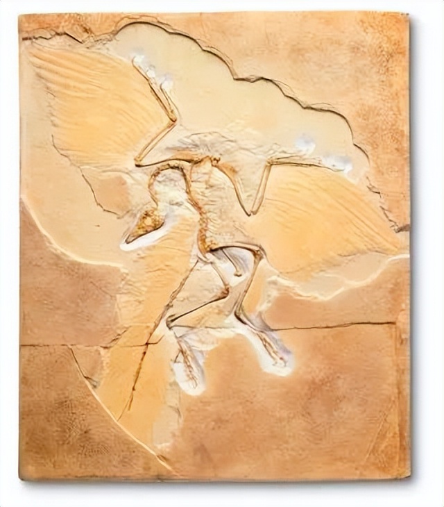 始祖鸟谣言,始祖鸟你不知道的用法