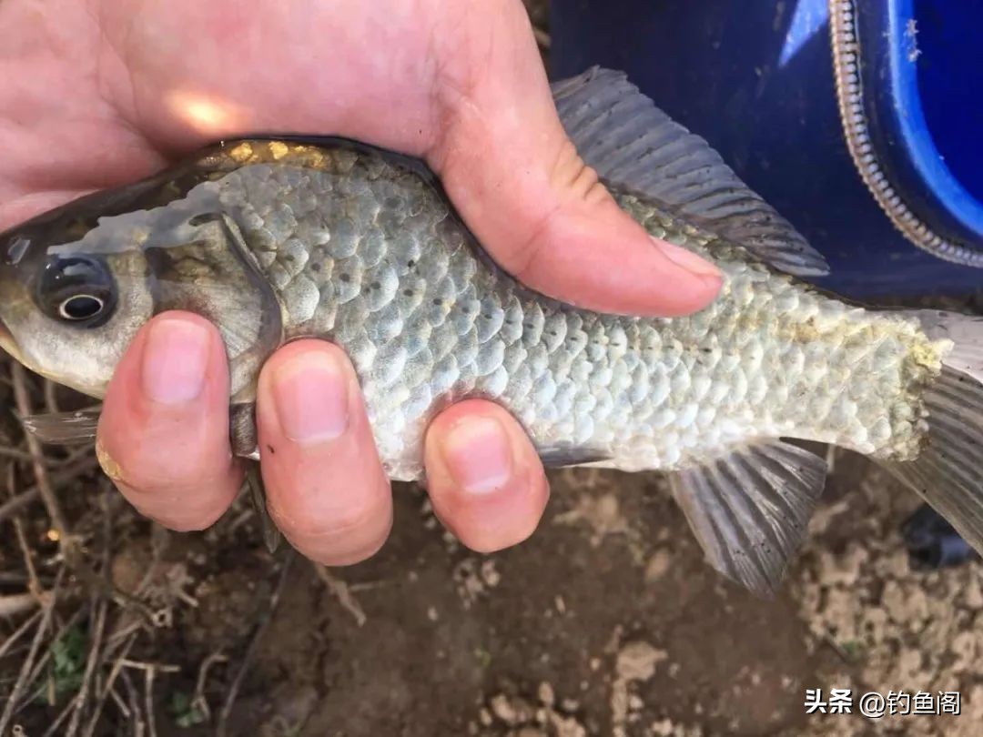 野钓单开饵料推荐公认前十,战斗鲤单开饵料野钓效果怎么样
