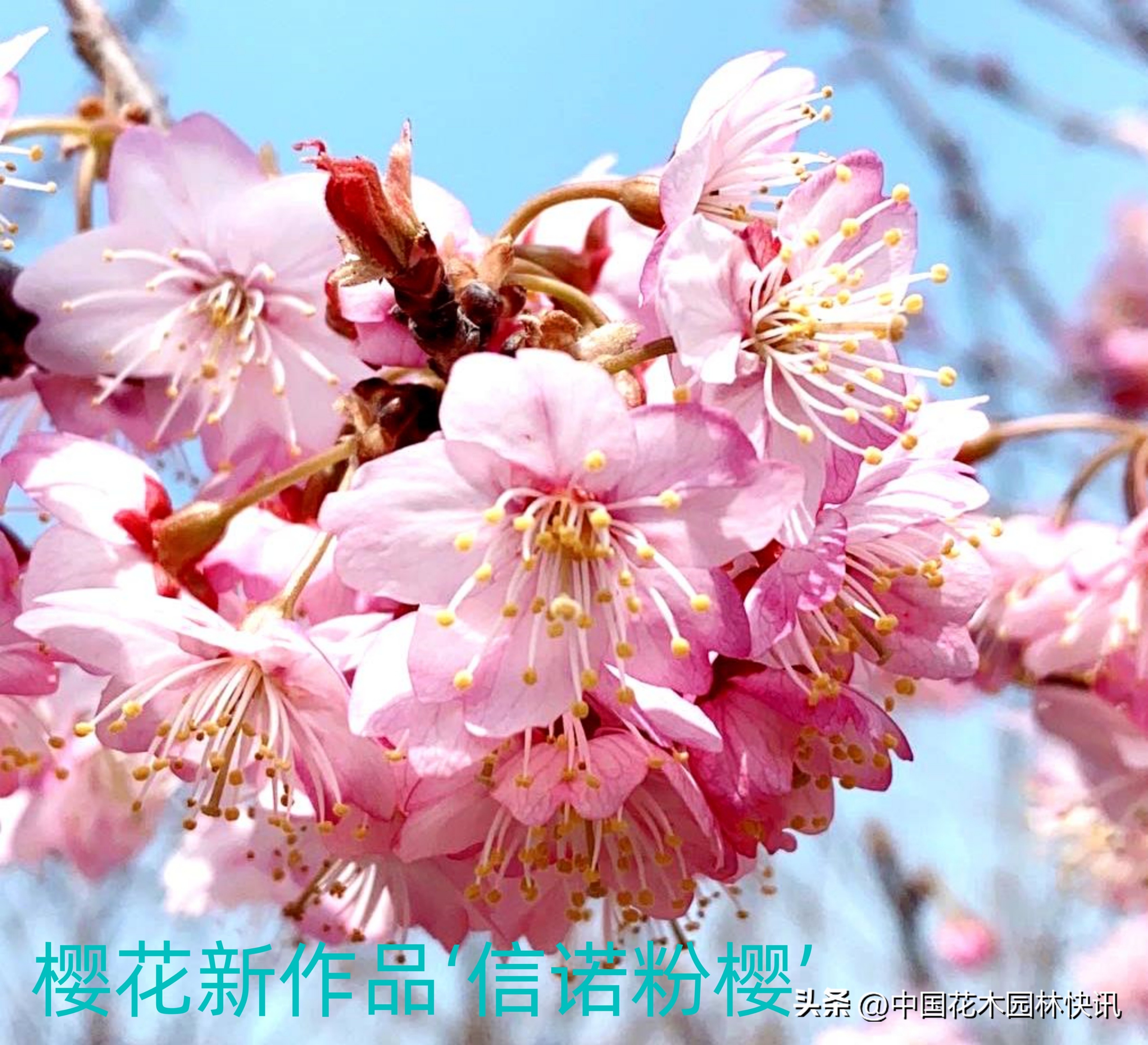 青岛樱桃谷樱花,青岛大崂樱花谷单樱