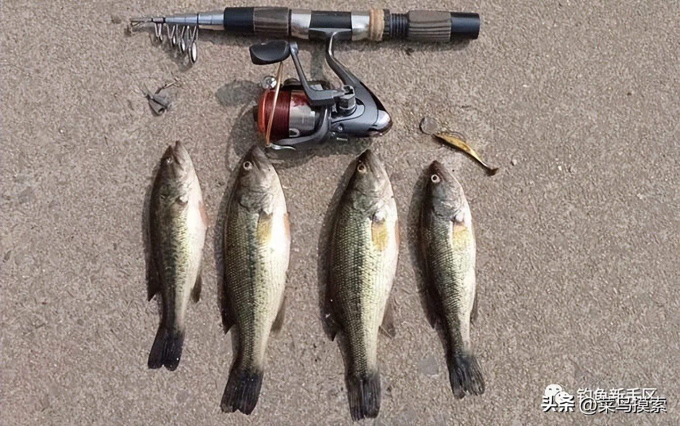 大加州鲈鱼怎么钓,加州鲈鱼钓法