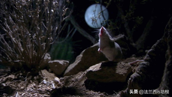 世界最毒的十种蝎,世界上最强的毒蝎排名