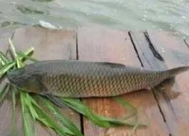 野钓同时钓鲤鱼和草鱼用什么钩好,野钓草鱼钓石头还是沙滩