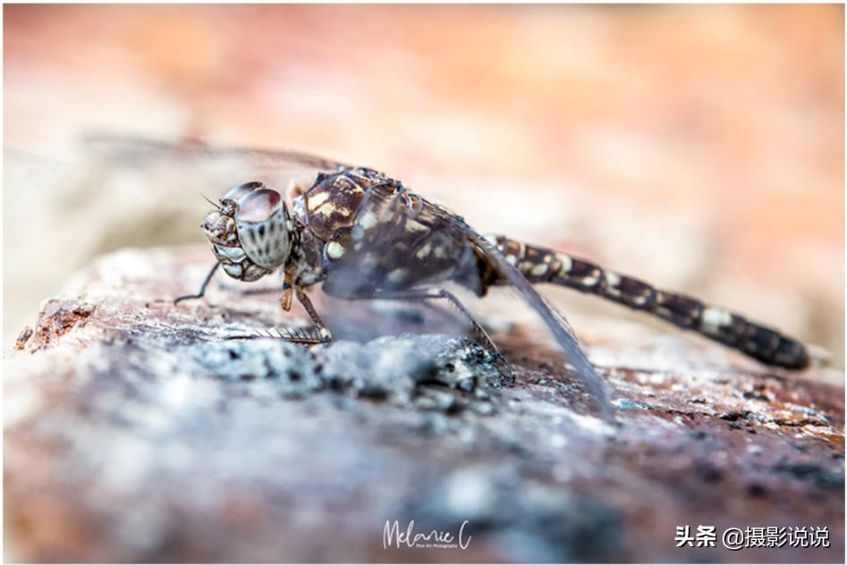 nisi近摄镜评测定焦,nisi测评