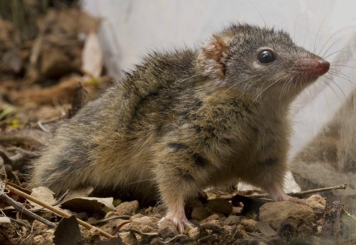 澳大利亚雄性袋鼩,澳洲袋鼩繁衍过程