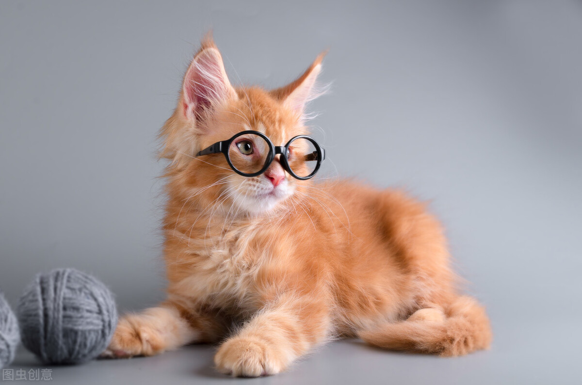 猫咪掉毛铲屎官们是怎么解决的,铲屎官有猫怎么处理