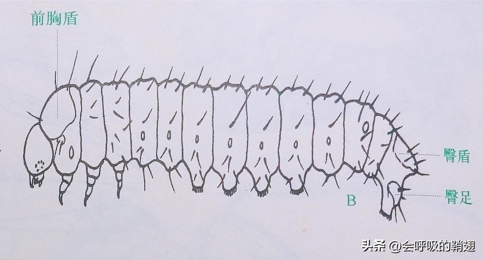 大蚕蛾饲养记录,华尾大蚕蛾饲养方法