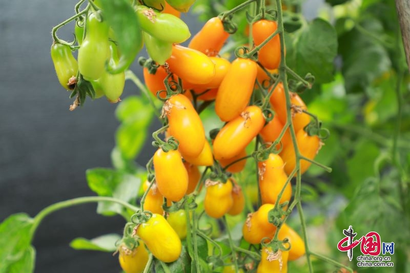 辛巴辛有志逆袭,辛巴辛有志公益助农