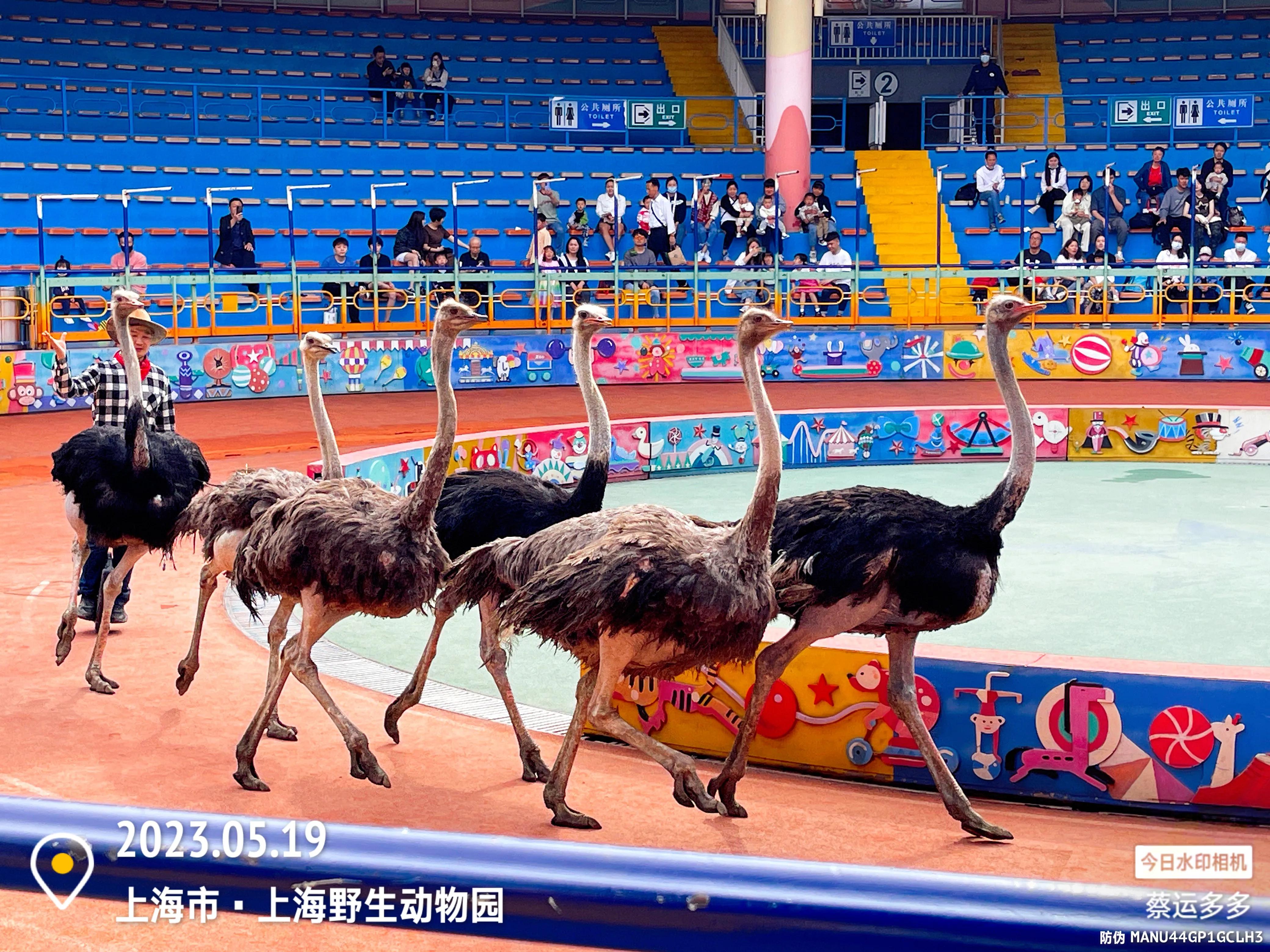 我喜爱的动物是小猫,什么动物招人喜爱