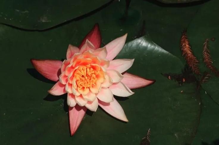 来自六月的赏荷请柬，请查收！