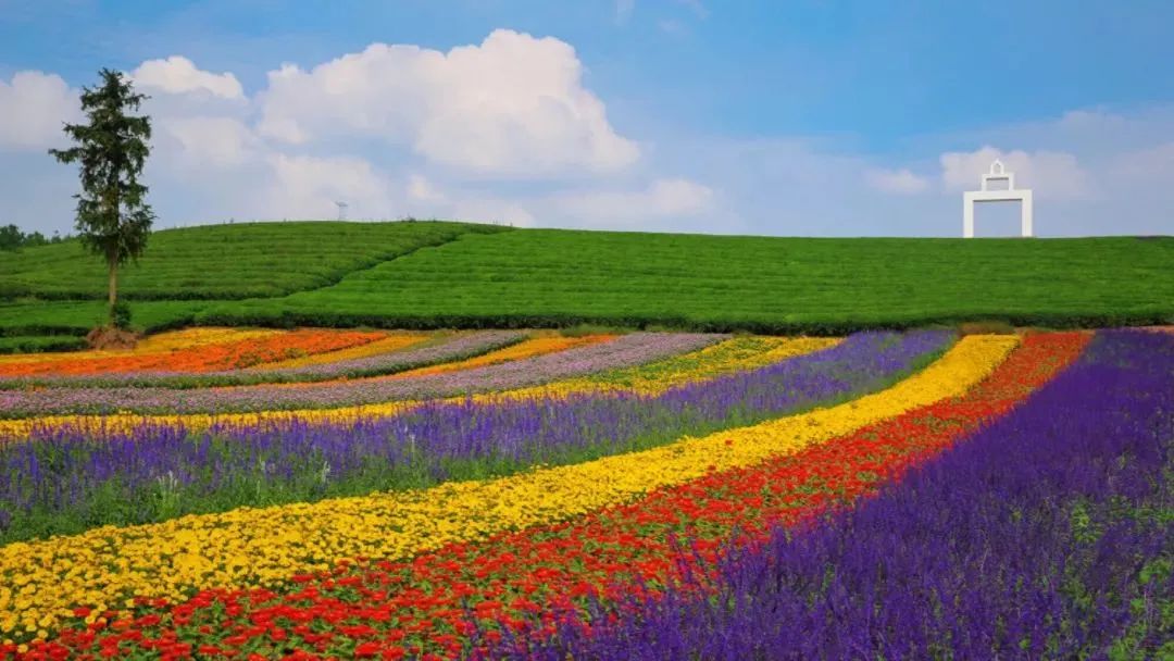 花田小镇爱丽丝,8000亩花田小镇
