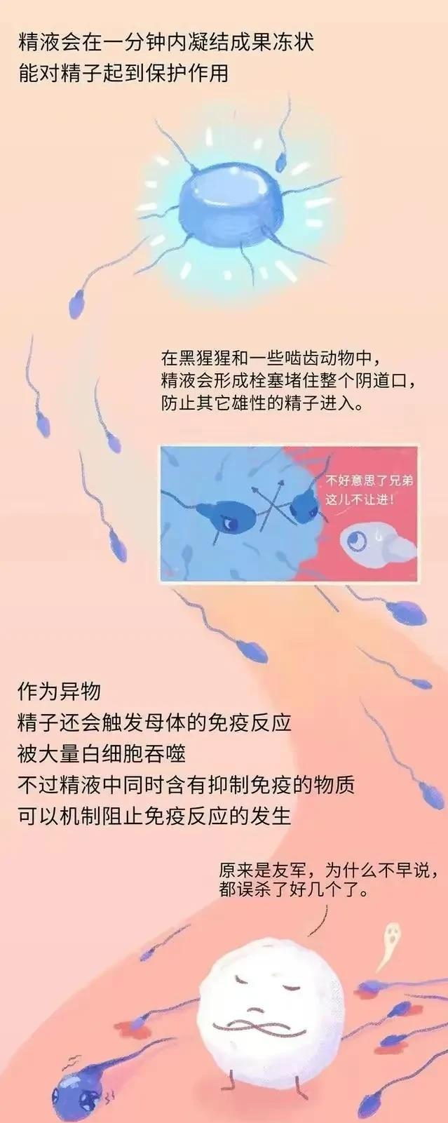 精子进入女性体内，会发生什么？有些刺激（漫画）