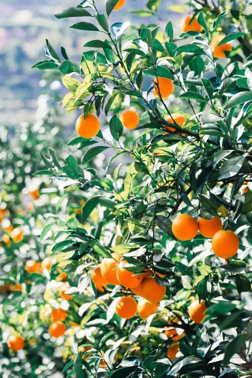 师徒情作文,师徒情深感人的文章