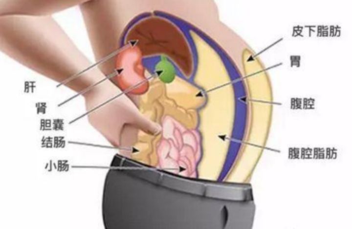体脂高腰腹脂肪多怎么减,腰腹脂肪怎么减更有效