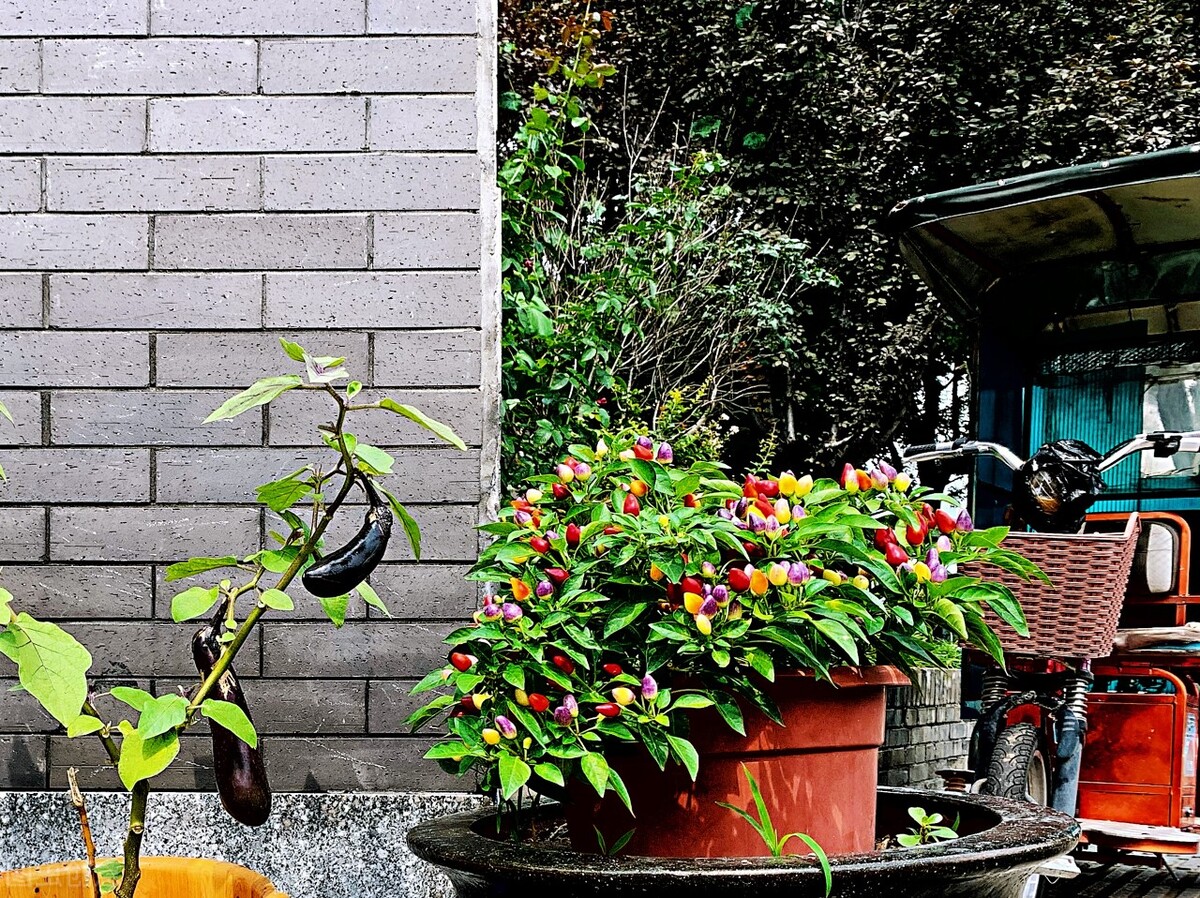 阳台种茄子种植方法 (阳台种茄子怎样才能长好)