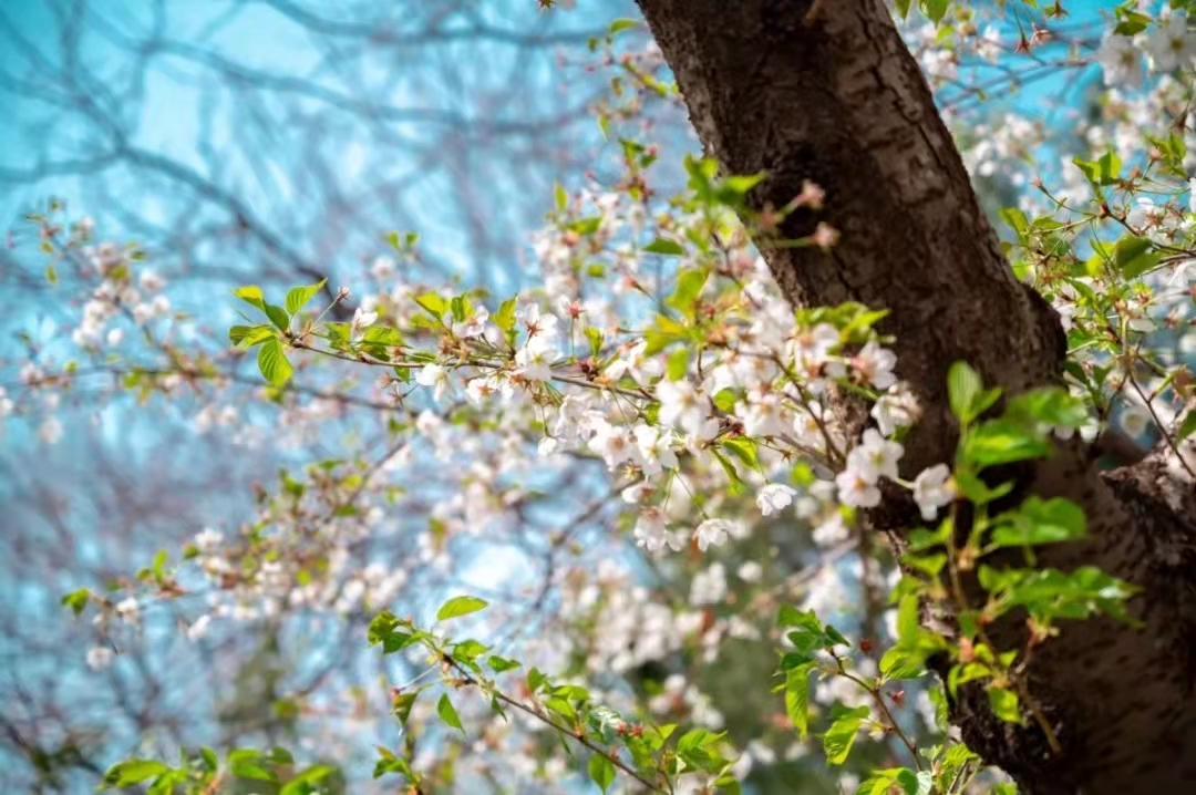 济南南部山区红叶谷旅游攻略,济南红叶谷自驾游最佳路线图