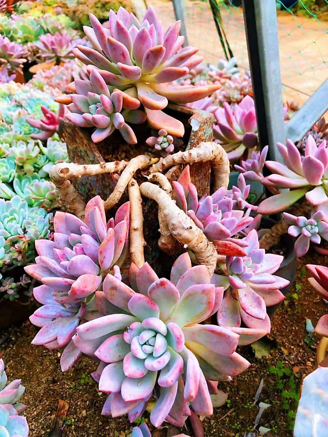 多肉奥普琳娜是跟桃蛋一样难养吗,多肉奥普琳娜多头