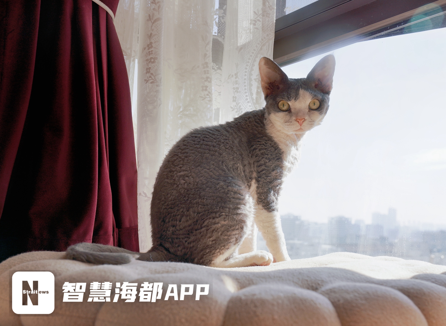 宠物消费市场火爆说明,宠物消费市场爆发式增长