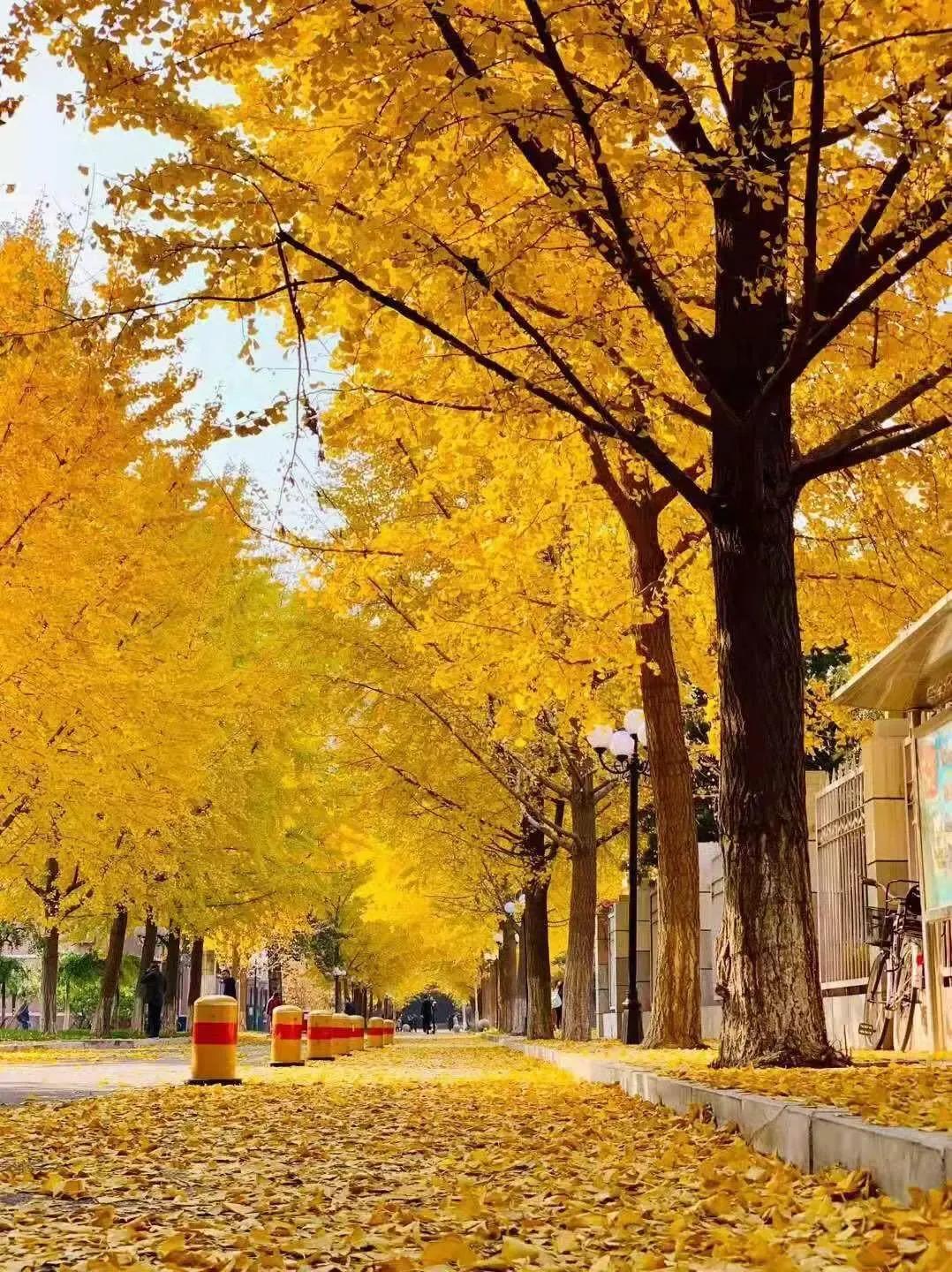 sothatsuchthat的倒装句,sothat和suchthat的区别