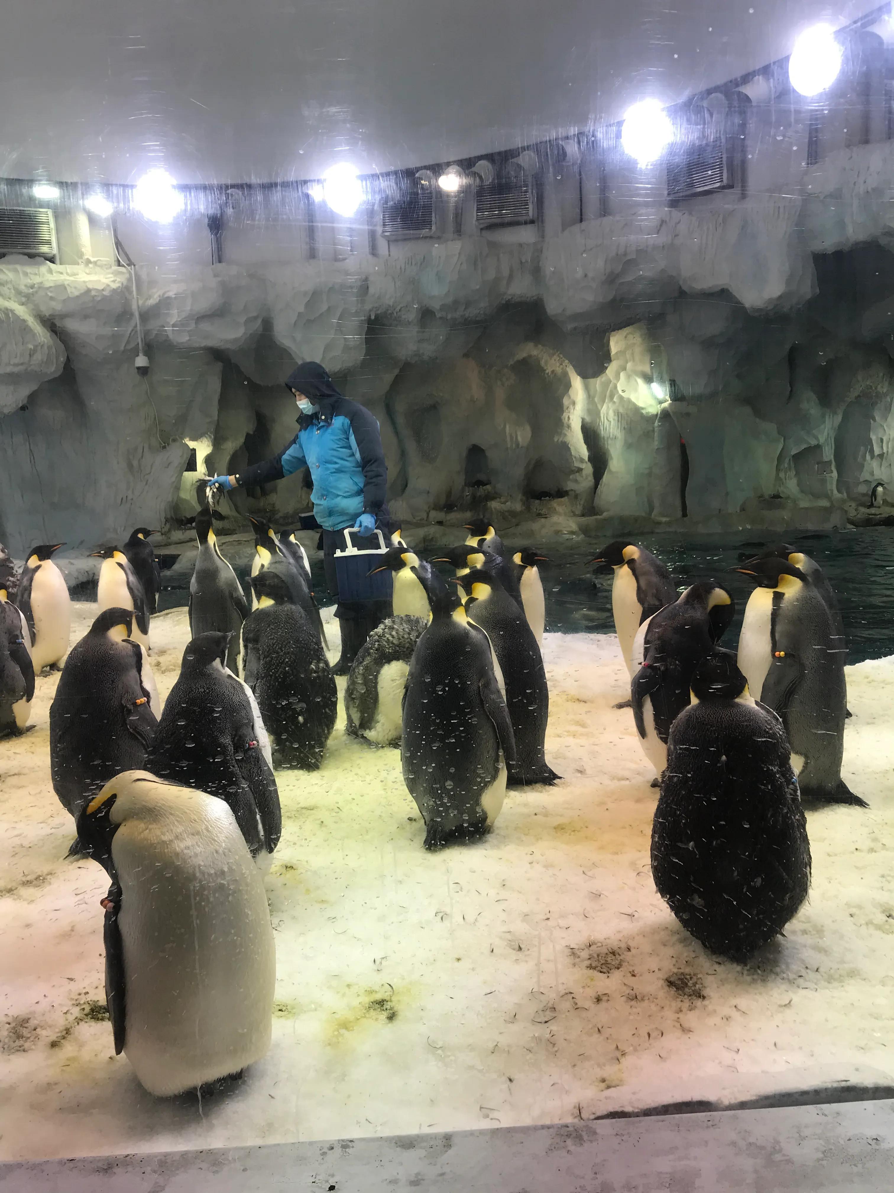 珠海长隆海洋王国最值得玩的,珠海长隆海洋王国游玩攻略吃住