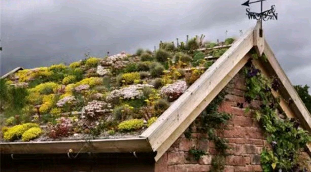 以前屋顶的多肉,多肉屋顶种植全过程