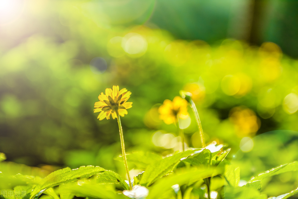 散文创作的几点感言,名家散文随笔精读与创作