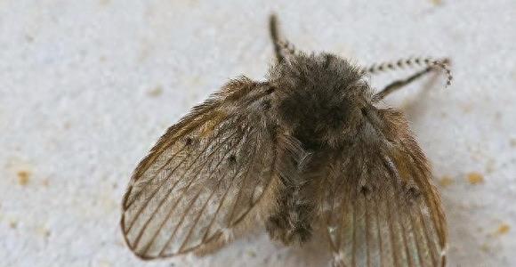 卫生间蛾蠓有毒吗,卫生间小飞虫蛾蚋的危害