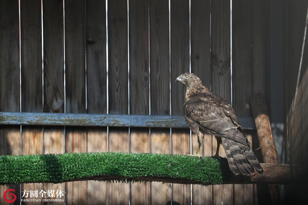 康复治疗师的职业要求,猛禽康复师