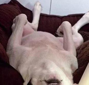 四招改善狗狗恢复期失眠,让狗狗拜拜怎么训练