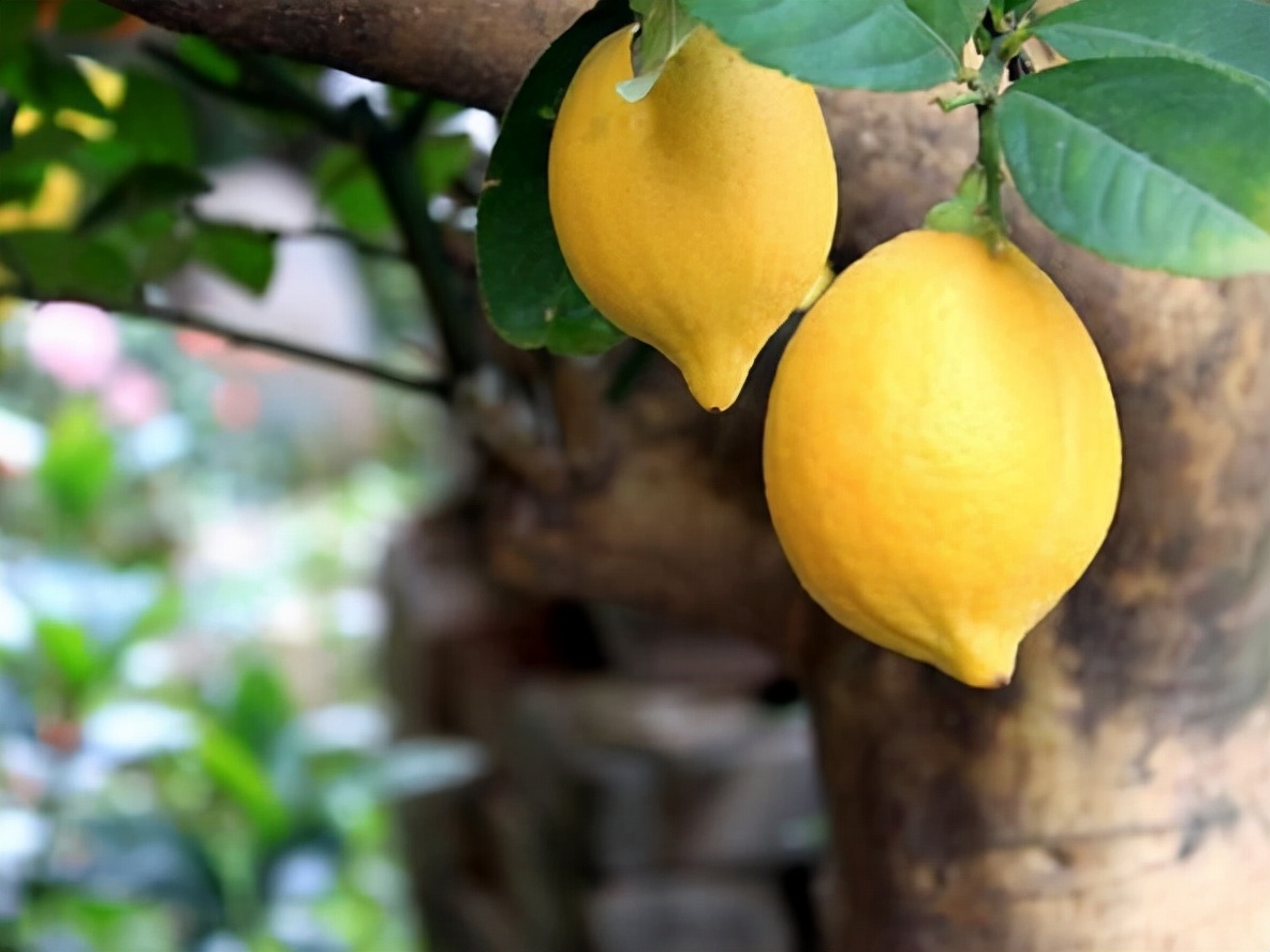 柠檬树适合在家养吗,在家养柠檬树注意点