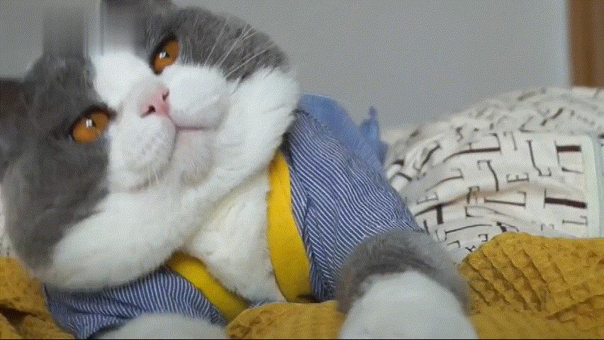 英短种三花的串串长什么样,英短乳白怎么判断是纯种还是串串