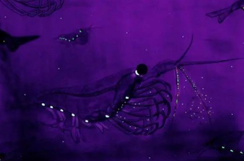 磷虾为什么被人类吃掉,人类捕食南极磷虾有多危害