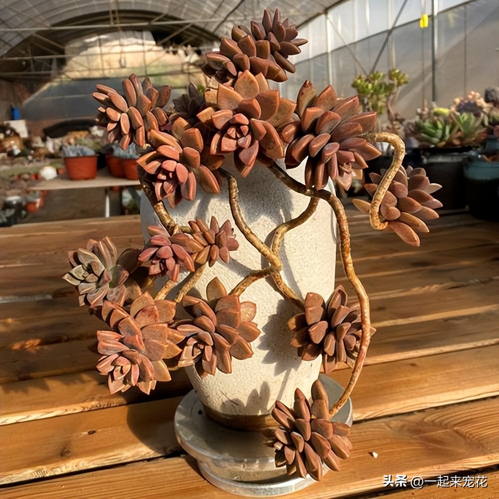 姬胧月猪肝色,姬胧月猪肝色状态图