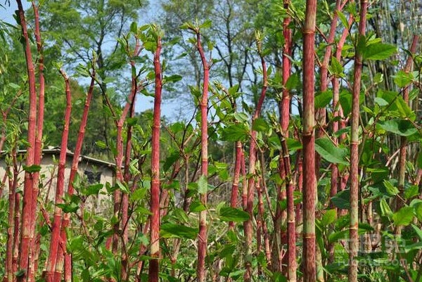 花园要打理得好先除杂草,春天草坪长杂草这样做除草更简单