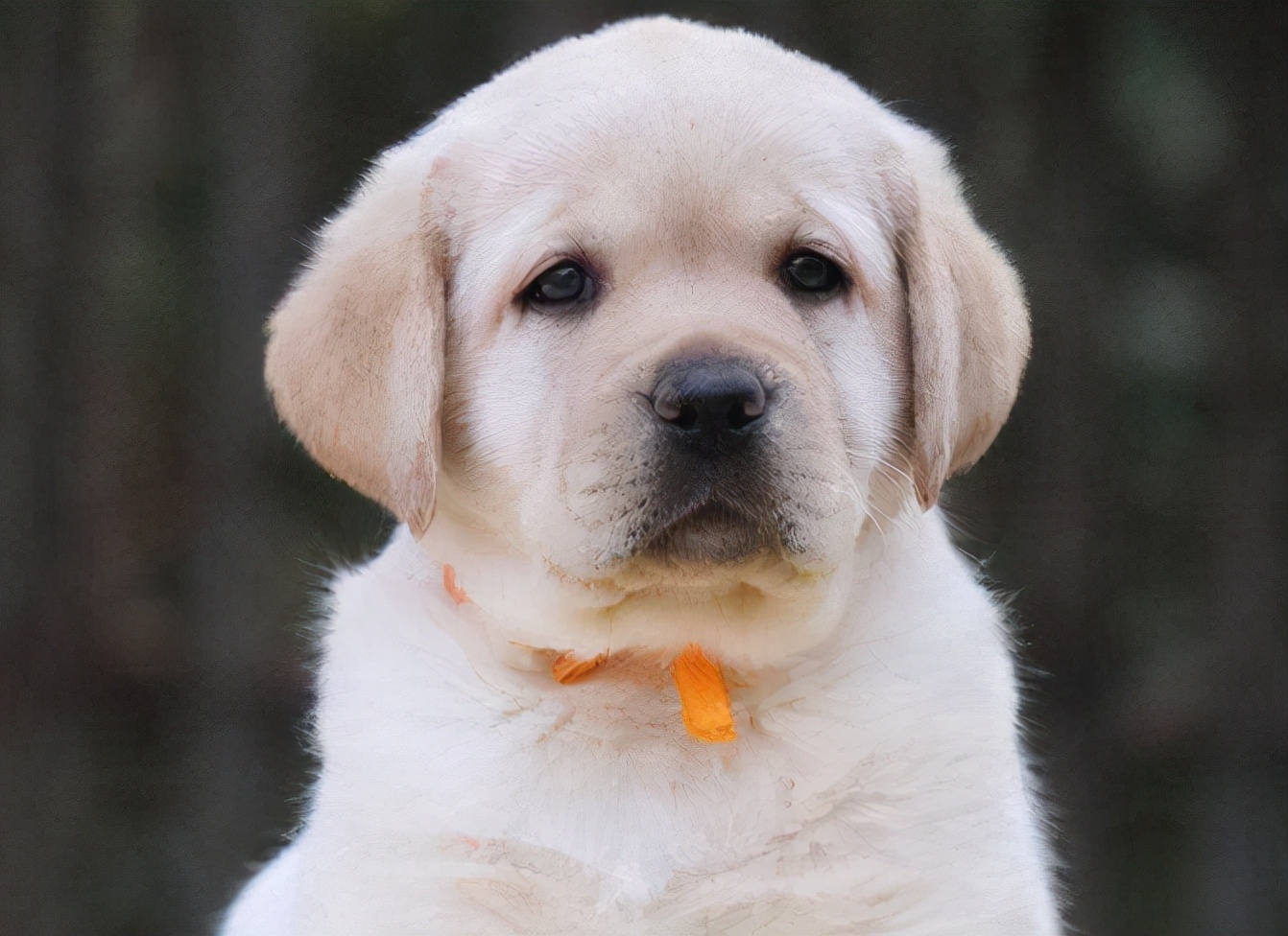 第一次购买小狗时，需要注意哪些问题？我来帮你总结一下