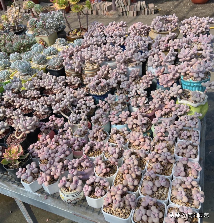 花卉生意有多少利润,花卉生意好做吗赚钱吗